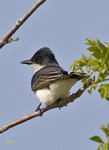 Eastern Kingbird 5421
